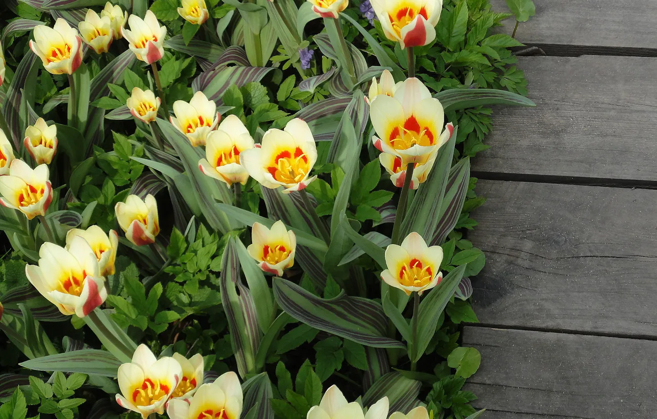 Photo wallpaper flowers, Wallpaper, Board, tulips, wallpaper, wallpapers, flooring