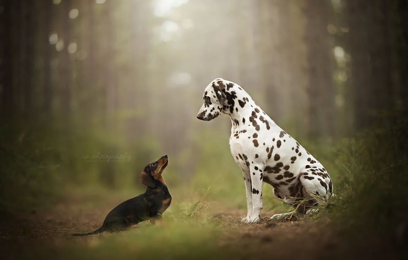Photo wallpaper forest, bokeh, two dogs, Dalmatian, Dachshund, peepers