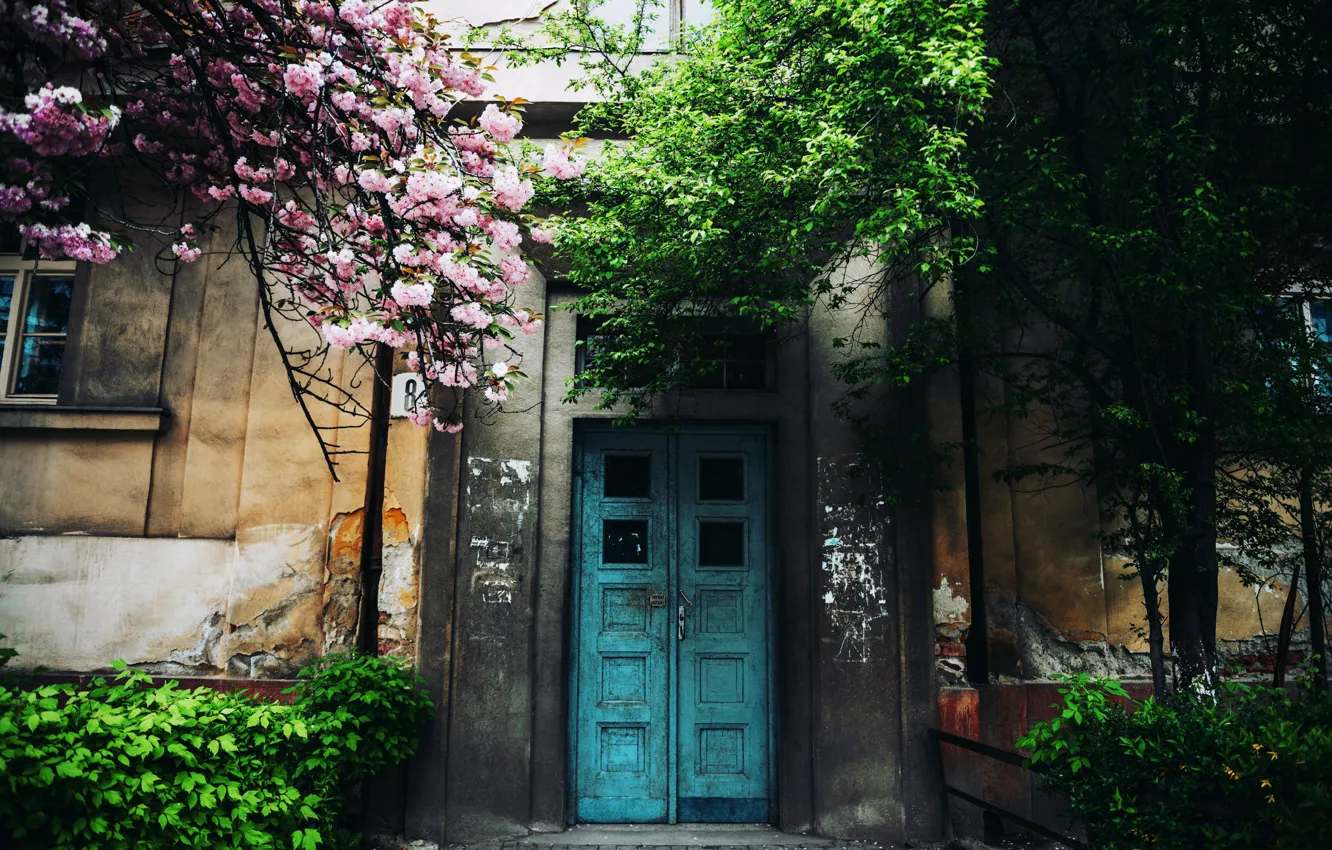 Photo wallpaper trees, home, the door, Cornelia Pavlyshyn