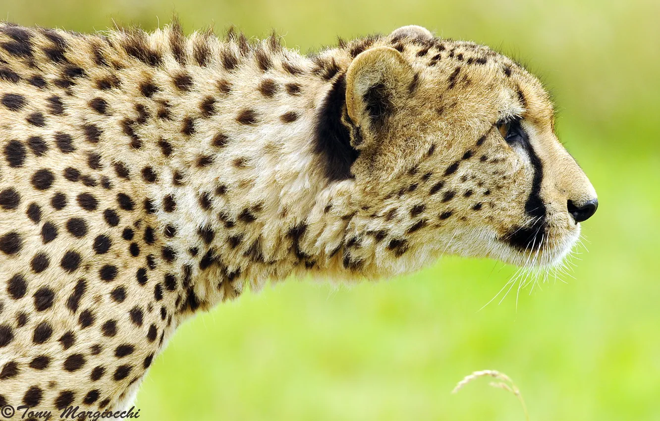 Photo wallpaper face, Cheetah, profile, hunting, sneaks