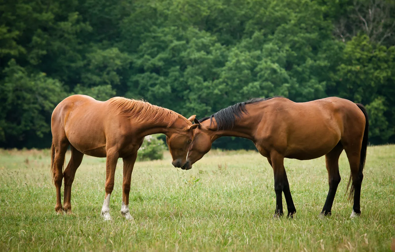 Photo wallpaper greens, field, forest, face, pose, Park, horse, glade