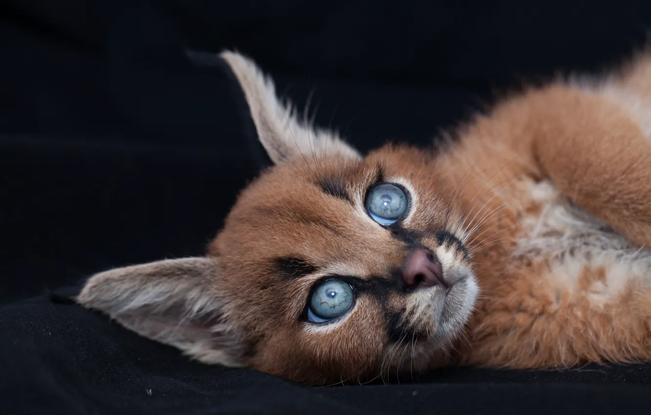 Photo wallpaper cat, eyes, kitty, ears, Caracal, pedigree cats