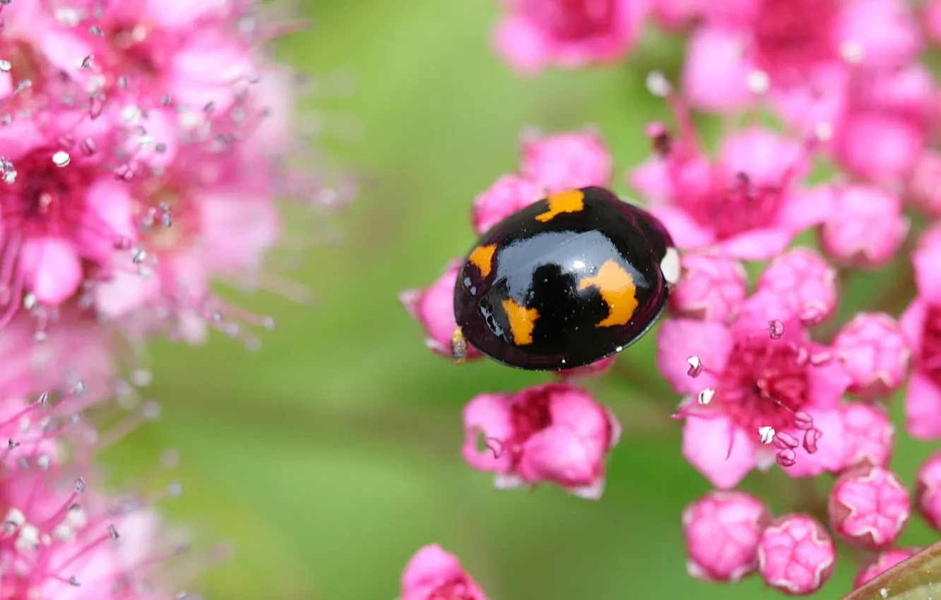 Photo wallpaper macro, flowers, ladybug, beetle, Wallpaper from lolita777
