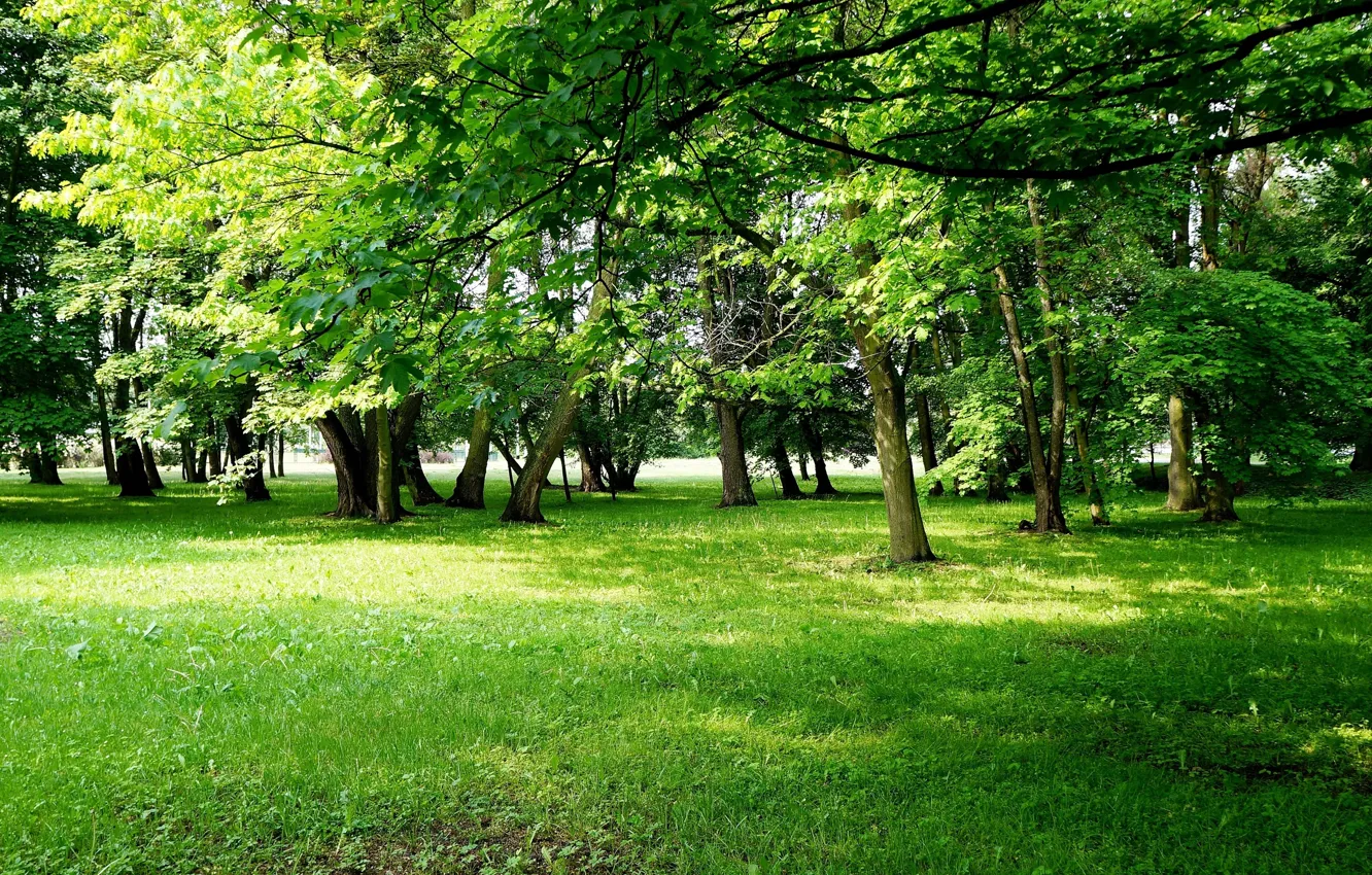 Photo wallpaper green, park, tree, meadow