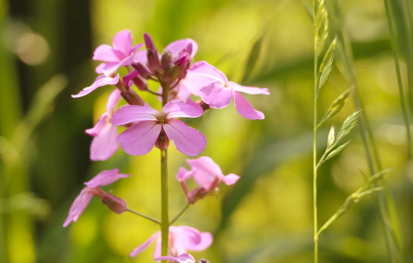 Photo wallpaper pink, garden, blooming