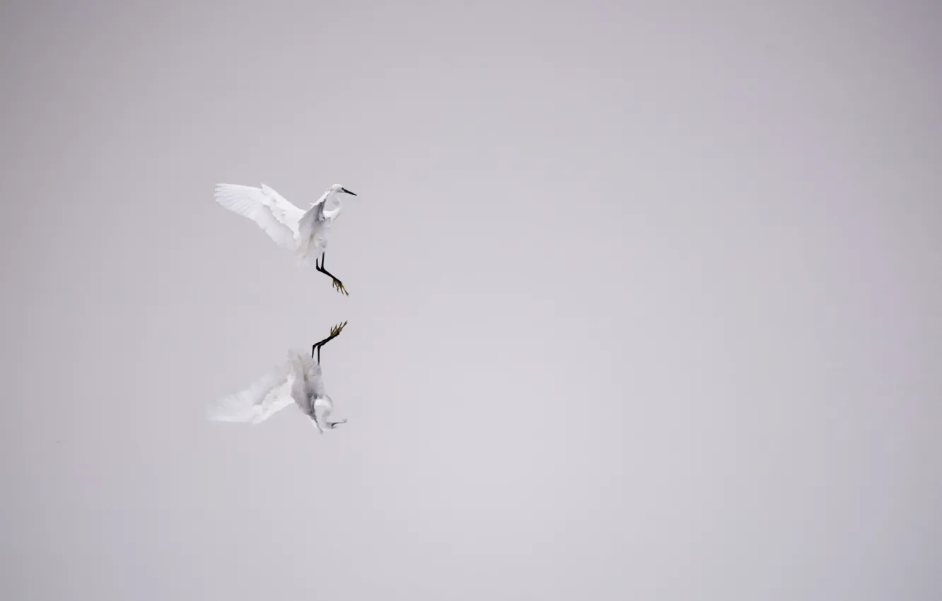 Photo wallpaper water, reflection, bird