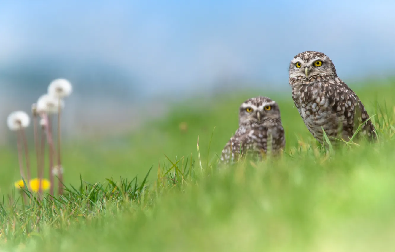 Photo wallpaper greens, grass, flowers, birds, nature, owl, two, spring