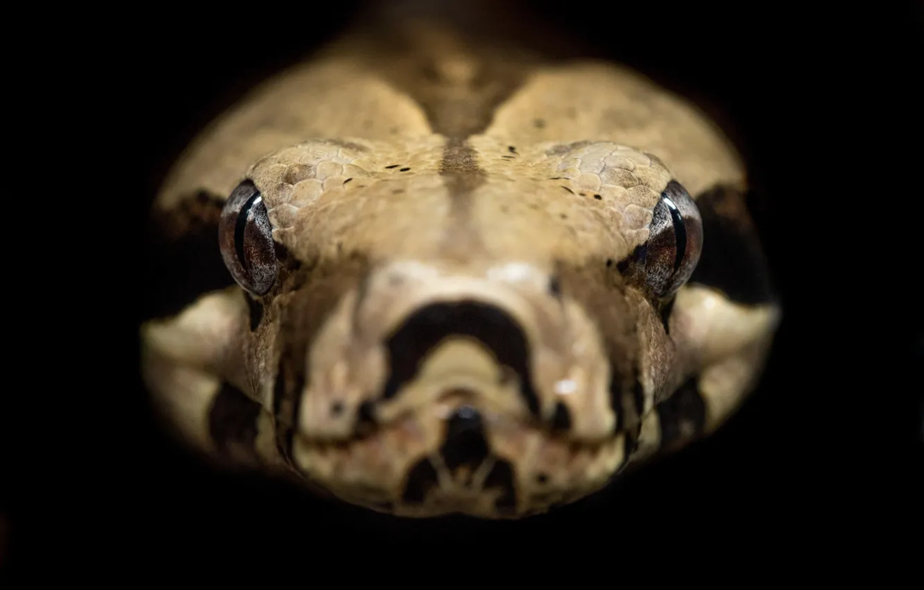 Photo wallpaper Snake, Python, closeup, reptile, Wild Photography