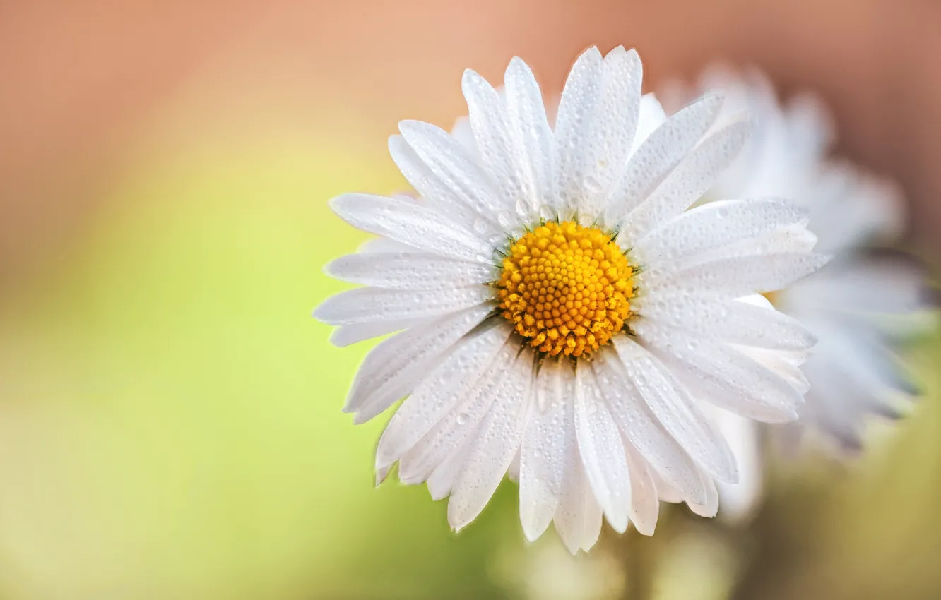 Photo wallpaper drops, macro, background, petals, Daisy