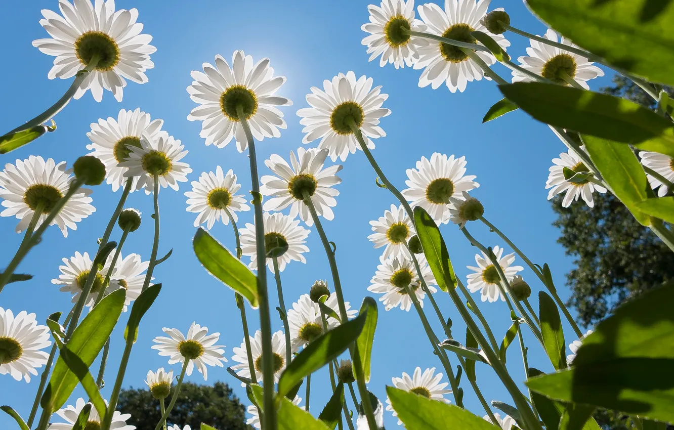 Photo wallpaper summer, the sun, chamomile