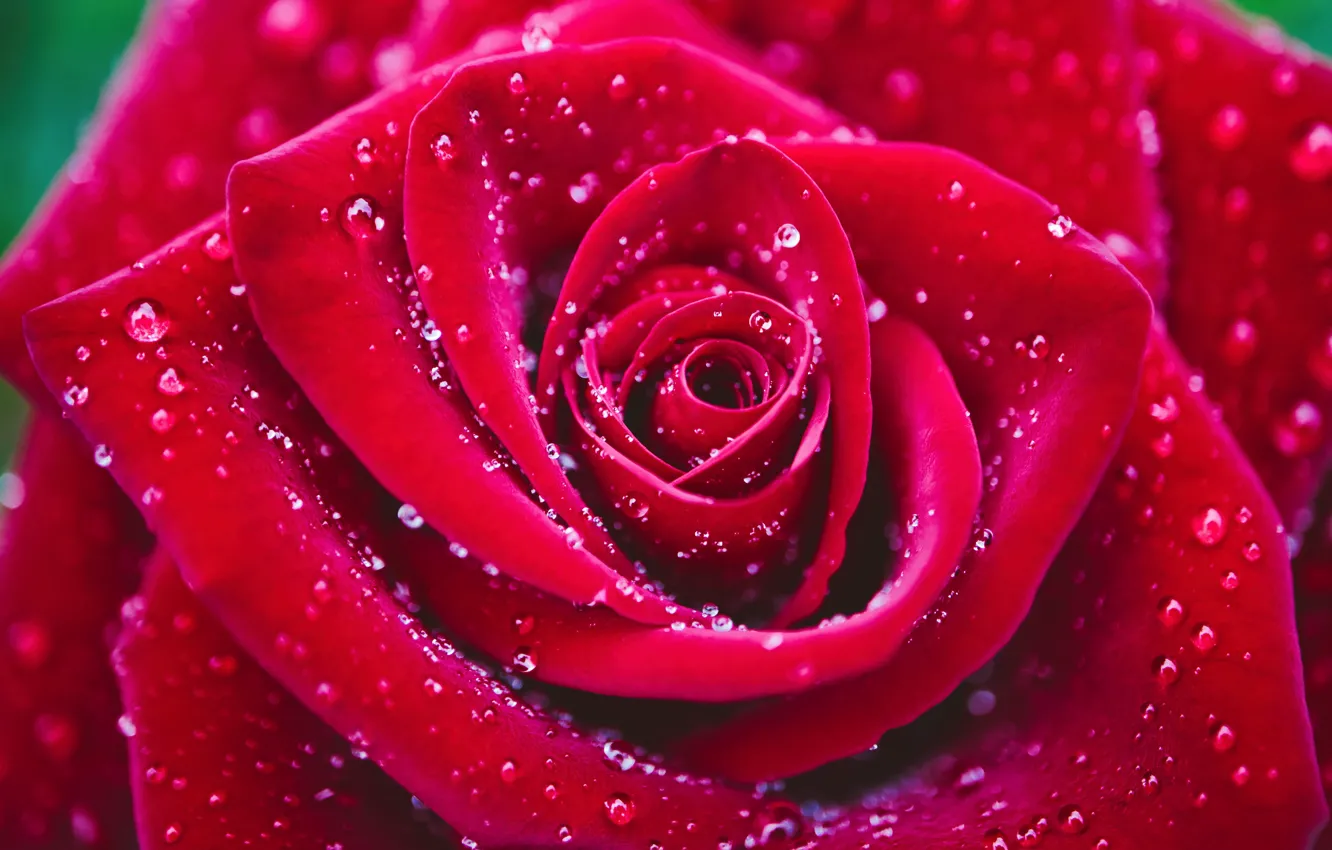 Photo wallpaper flower, drops, macro, rose, petals, red, scarlet