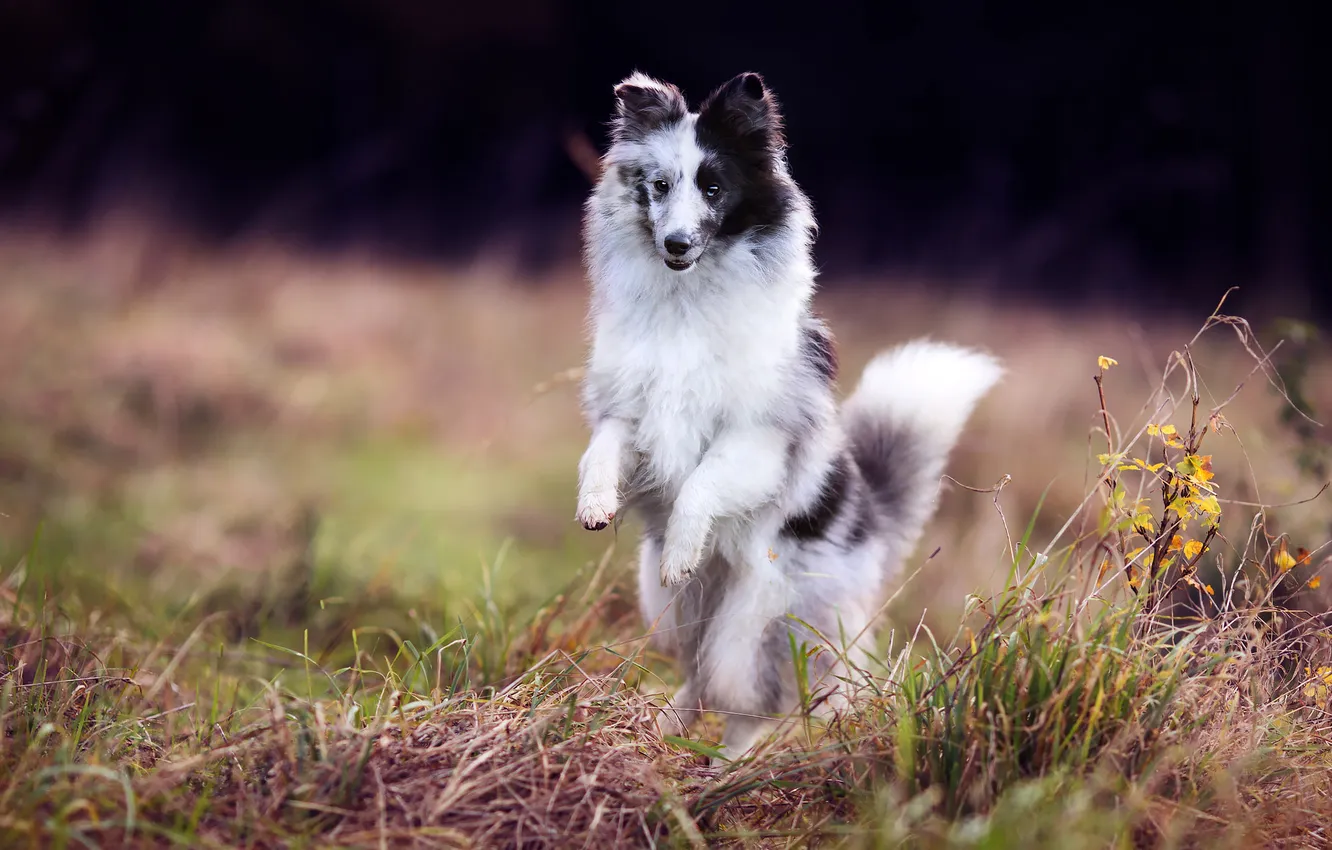 Photo wallpaper look, nature, pose, dog, face