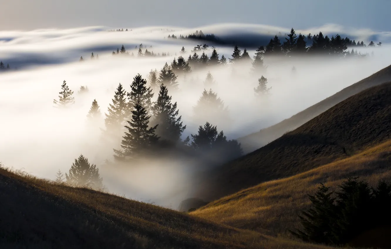 Photo wallpaper forest, fog, hills, valley, CA, USA