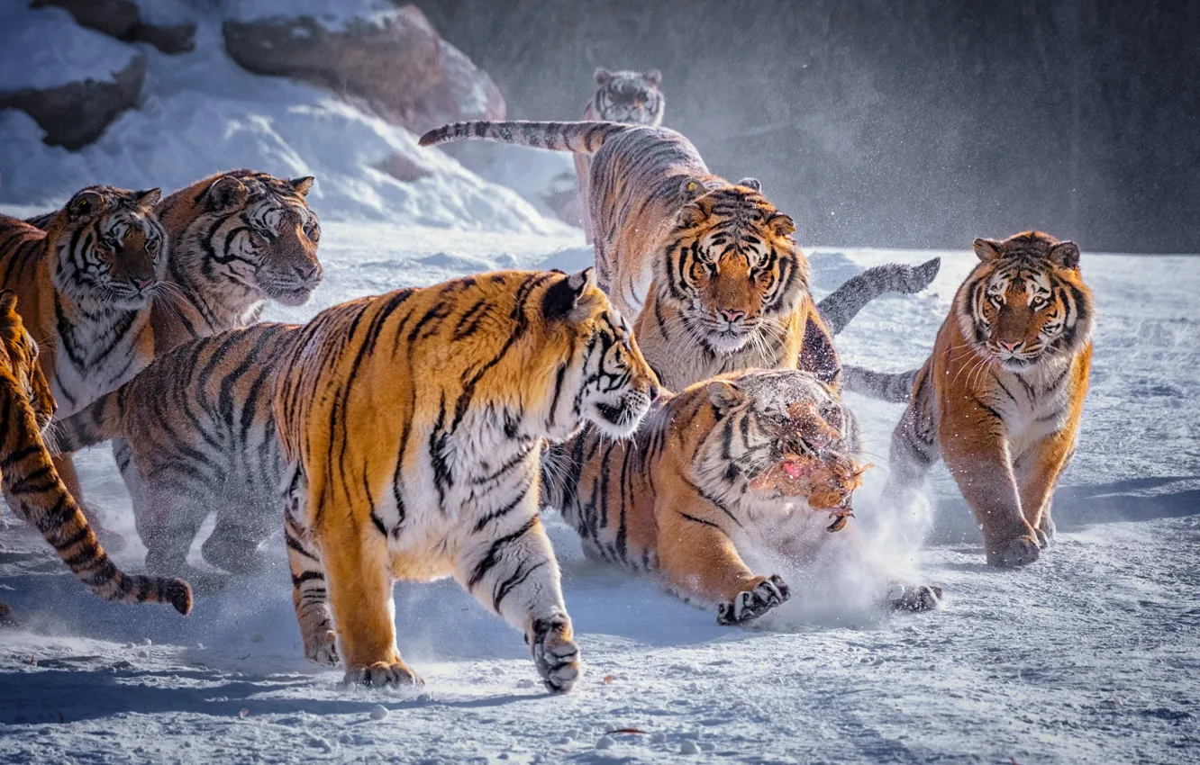 Photo wallpaper winter, snow, nature, tiger, bird, predators, pack, chicken
