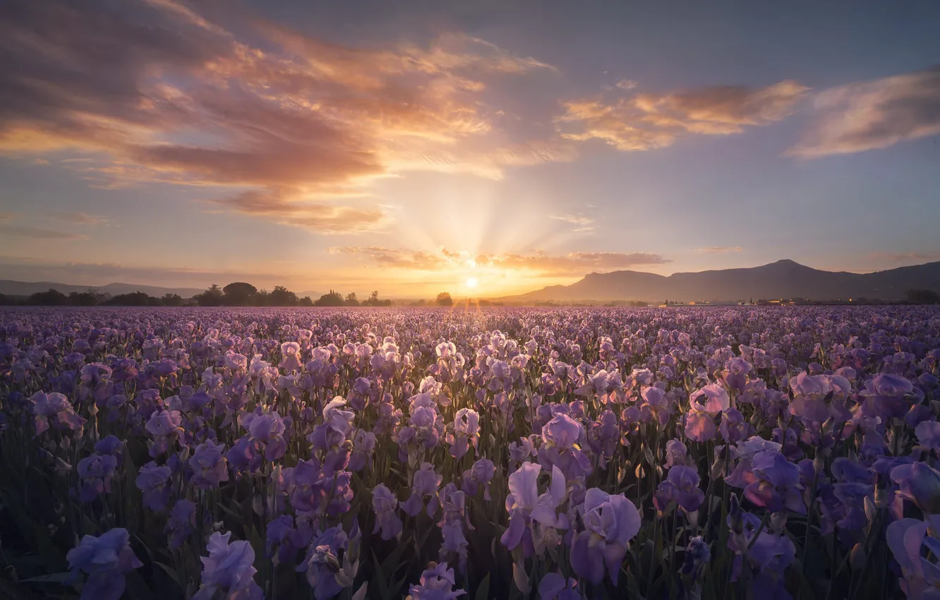 Photo wallpaper field, the sky, the sun, clouds, rays, light, flowers, mountains