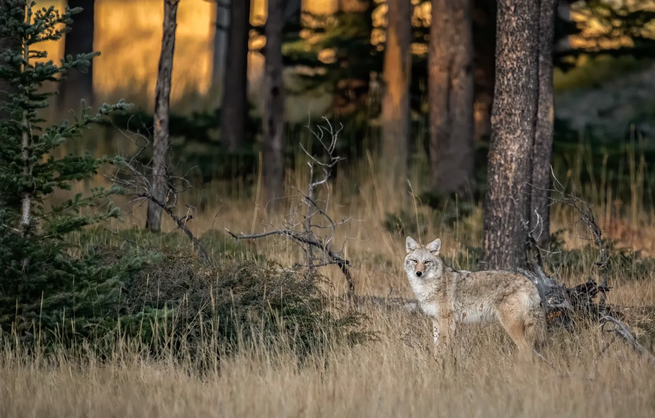 Photo wallpaper forest, grass, trees, glade, wolf, spruce, ate, trunk
