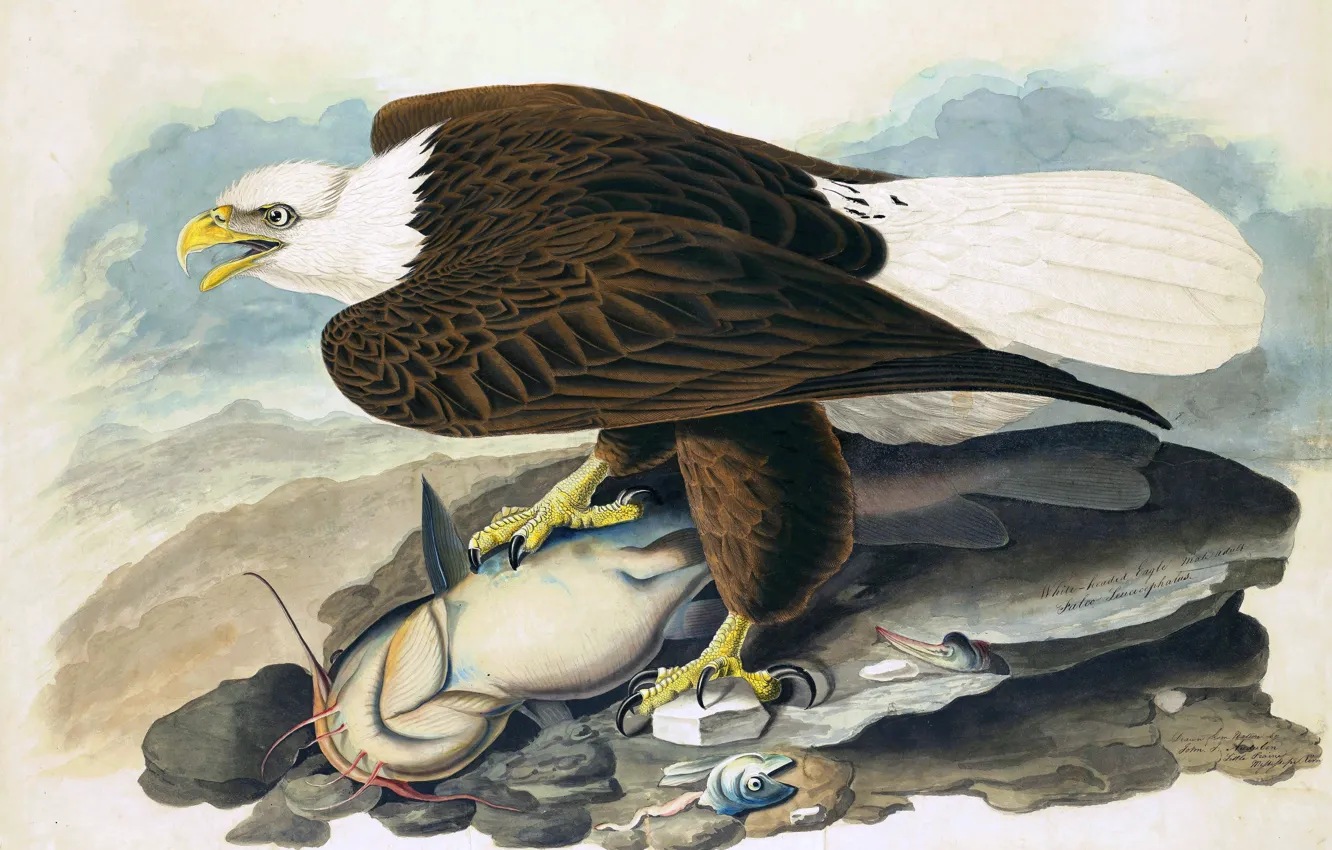 Photo wallpaper eagle, picture, bald eagle, North America, North America, John James Audubon, John James Audubon, White …
