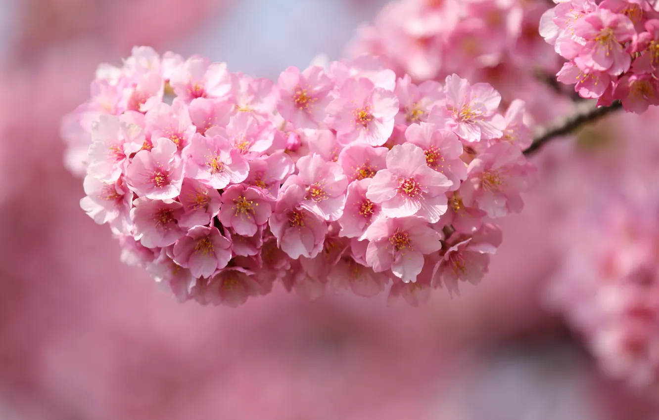 Photo wallpaper macro, flowers, cherry, sprig, tree, petals, Japan, blur