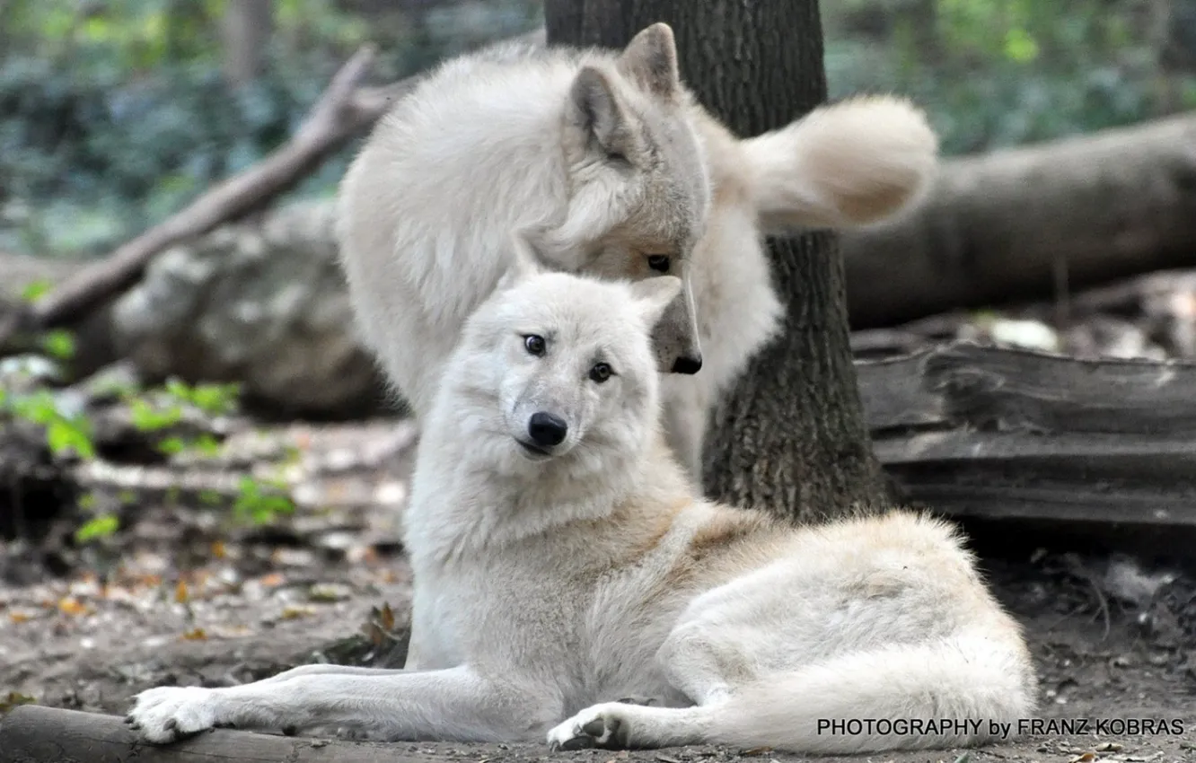 Photo wallpaper Predator, nature, animal, wolf, wildlife, portrait, portrait., Canis lupus. face