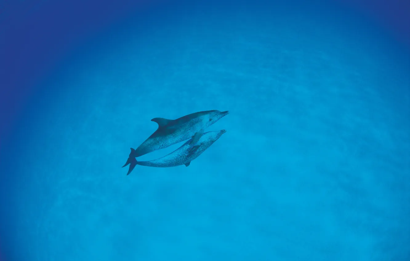 Photo wallpaper sea, blue, dolphins