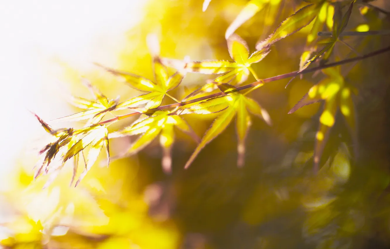 Photo wallpaper leaves, macro, light, nature