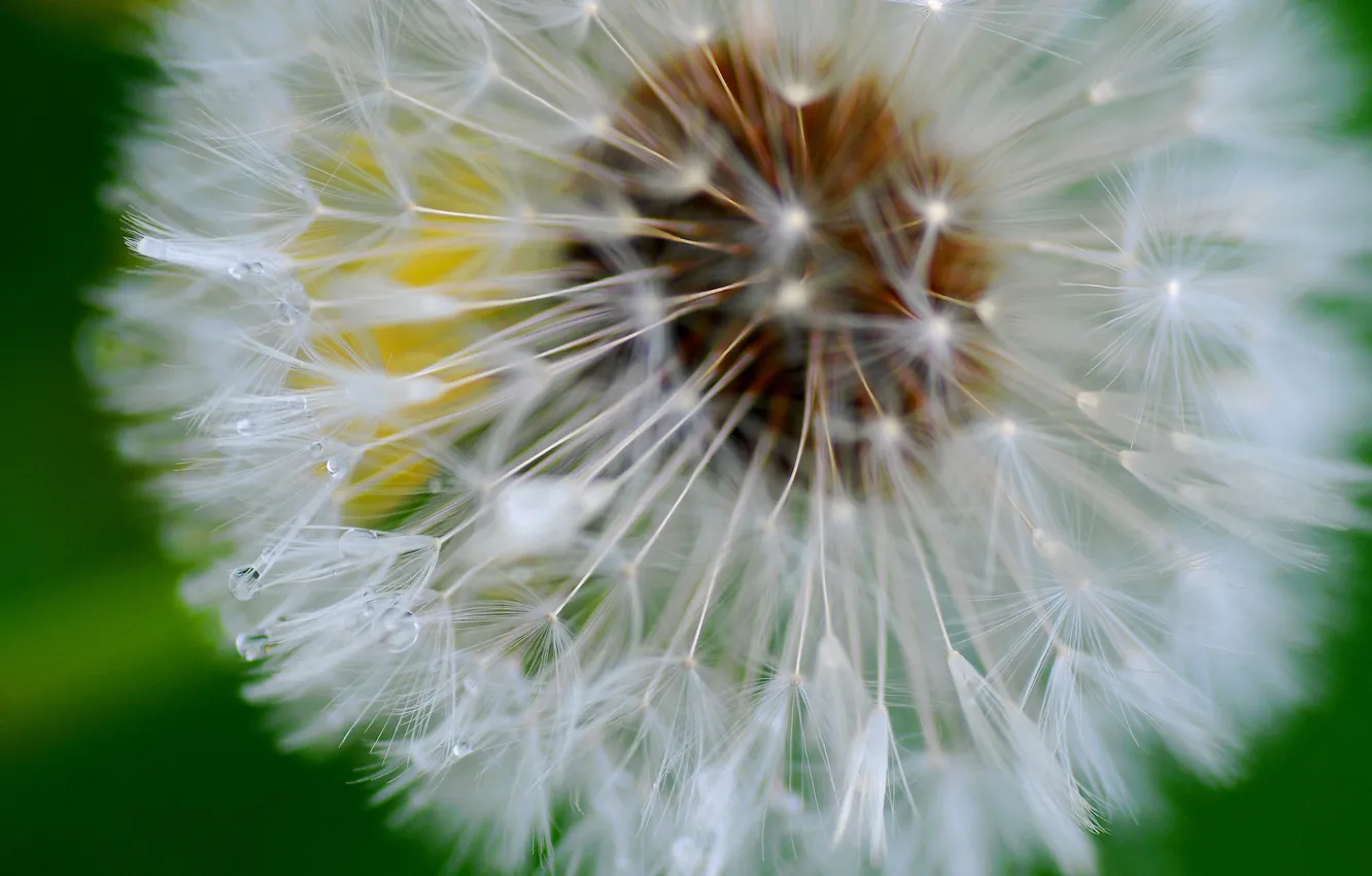 Photo wallpaper dandelion, asters, drug