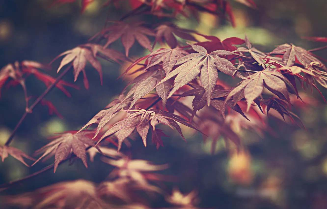 Photo wallpaper leaves, nature, plant
