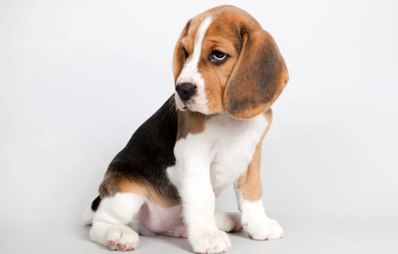 Photo wallpaper cute, puppy, Beagle