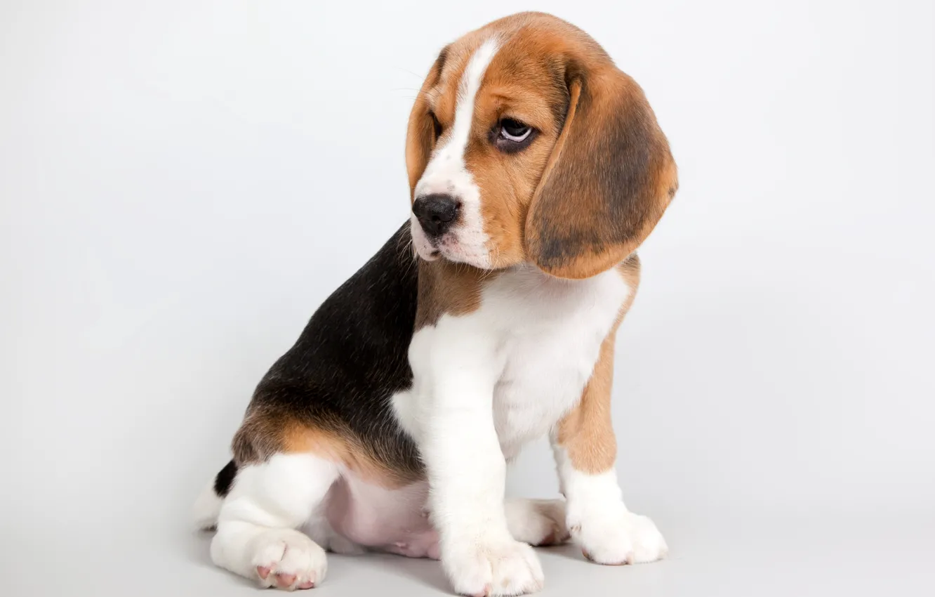 Photo wallpaper sweetheart, puppy, Beagle