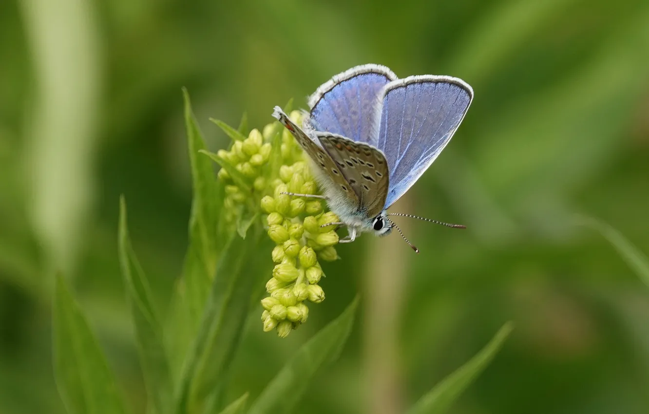 Photo wallpaper butterfly, butterfly, bokeh