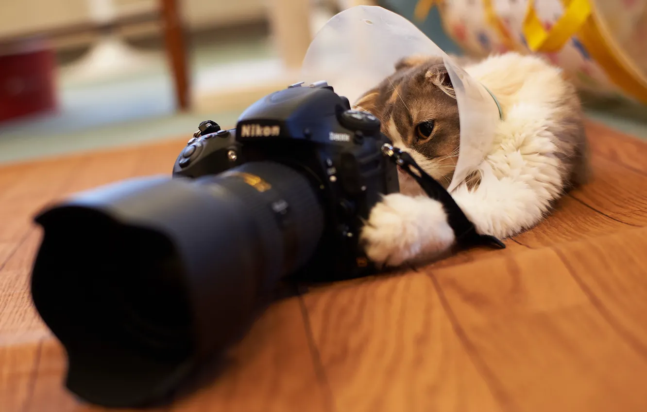 Photo wallpaper Nikon, Cat, Camera