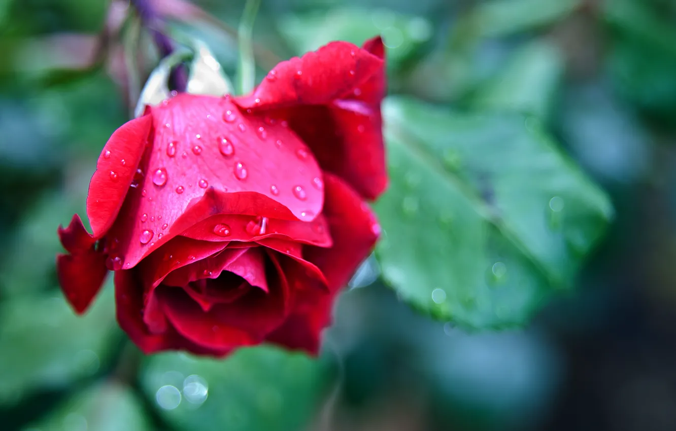 Photo wallpaper drops, macro, flowers, red, roses, blur, colorful, red
