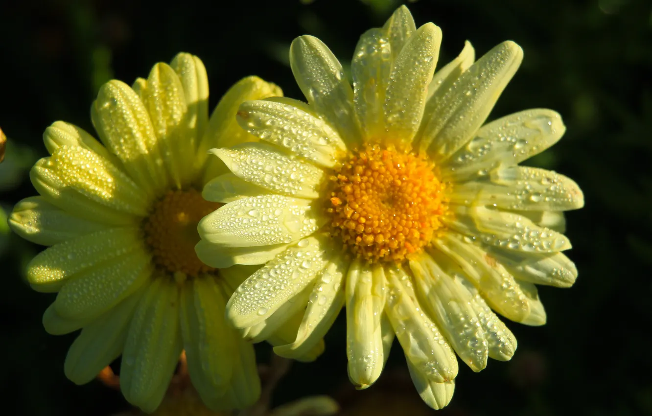 Photo wallpaper flower, yellow, drops