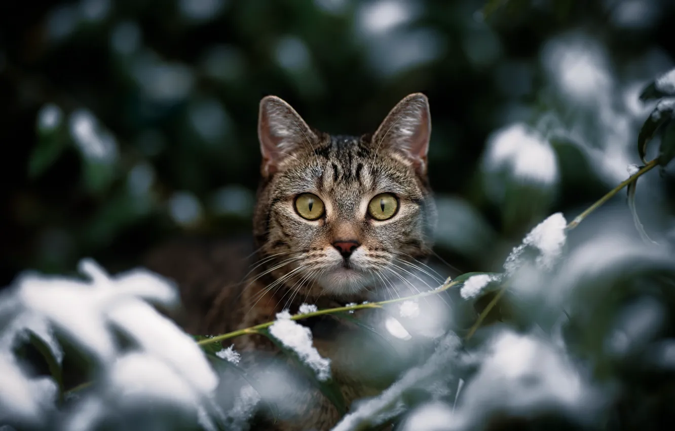 Photo wallpaper cat, look, snow, branches, muzzle, cat