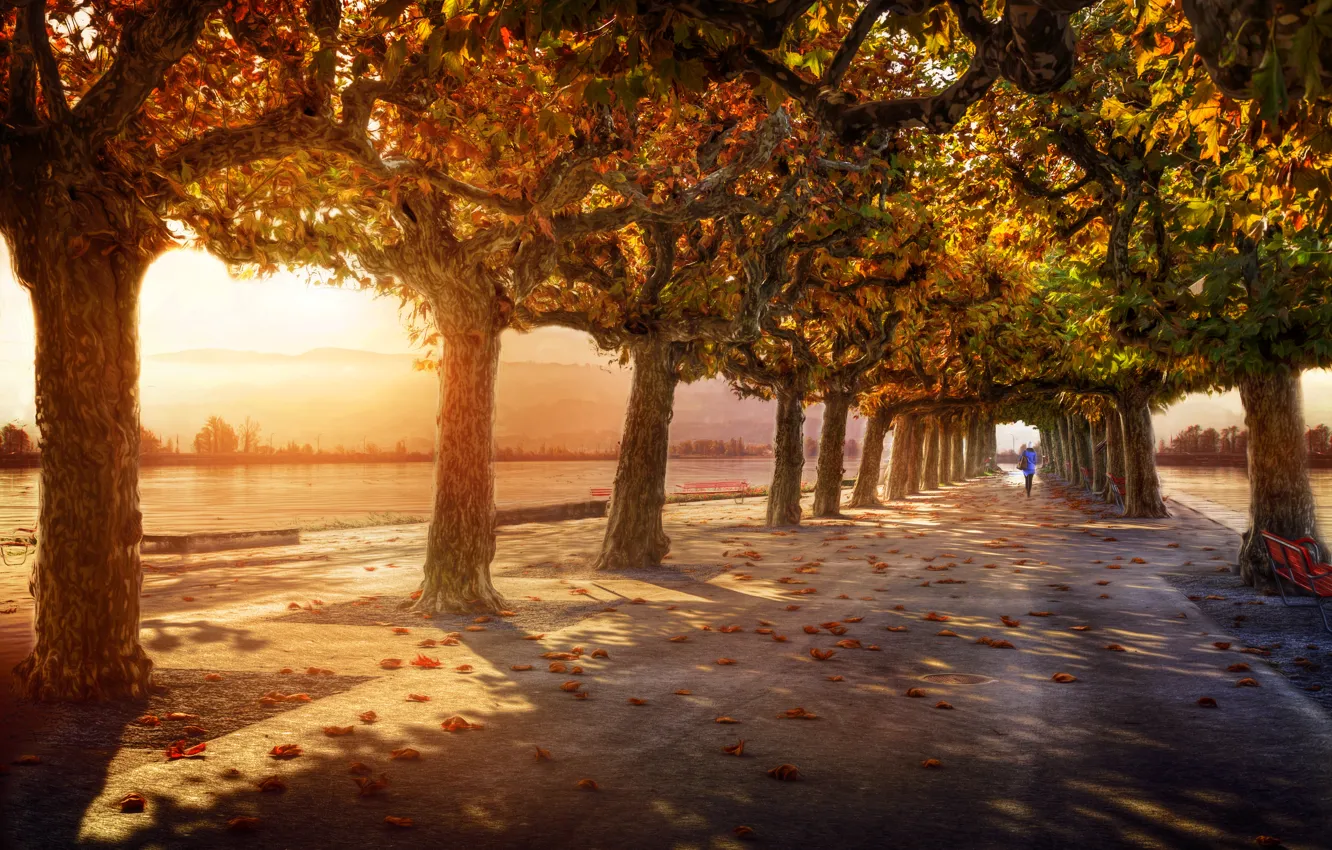 Photo wallpaper trees, treatment, alley, lady in blue