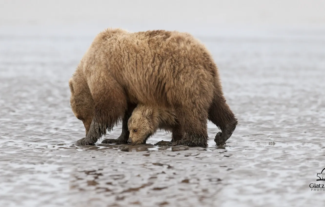 Photo wallpaper bears, Alaska, bear, Alaska, cub, bear, Lake Clark National Park