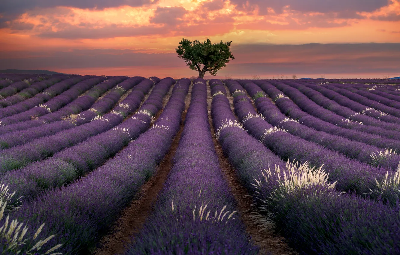 Photo wallpaper trees, flowers, a number, lavender, plantation, lavender field