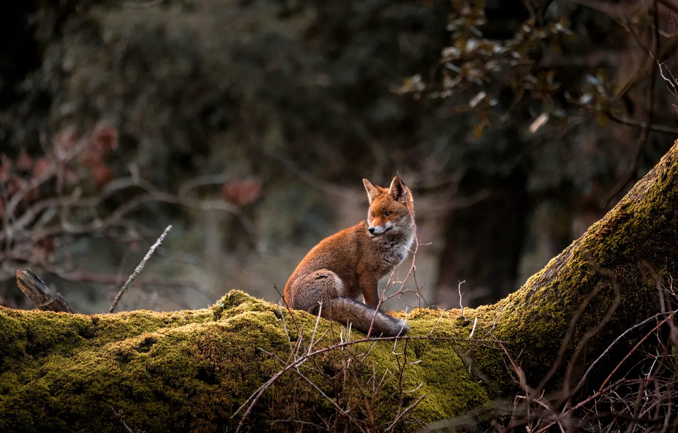 Photo wallpaper forest, face, branches, nature, pose, tree, moss, Fox