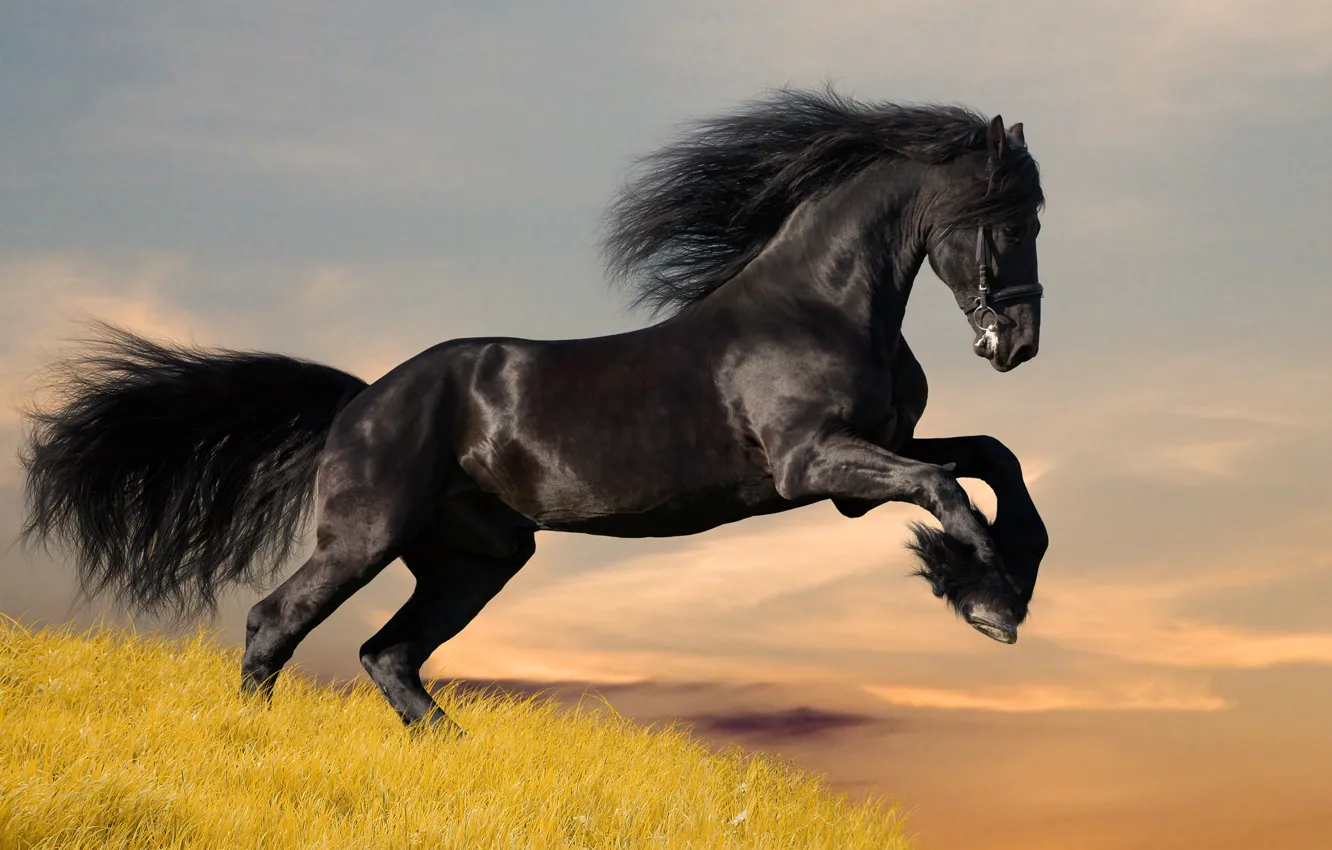 Photo wallpaper black, horse, Mustang