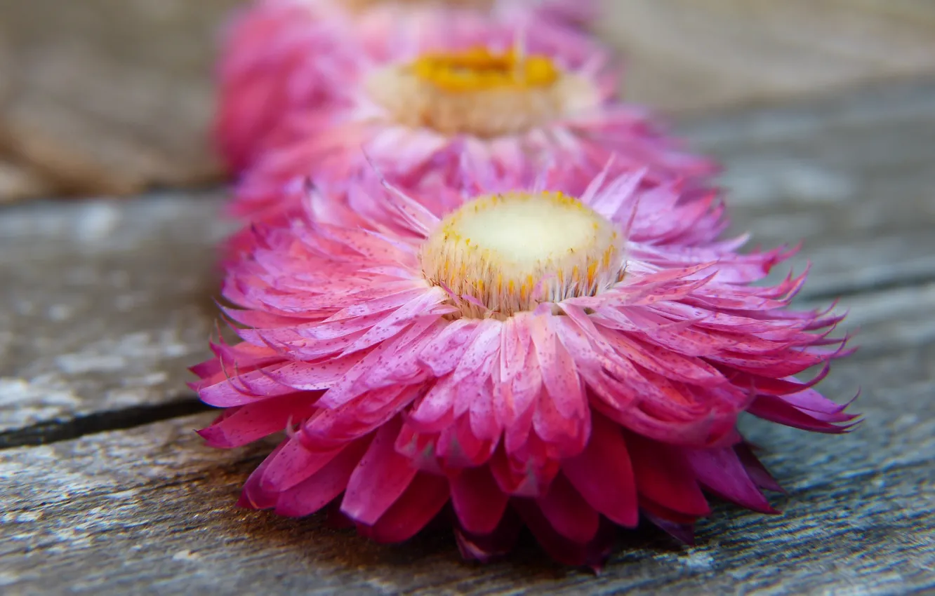 Photo wallpaper flowers, pink, Daisy