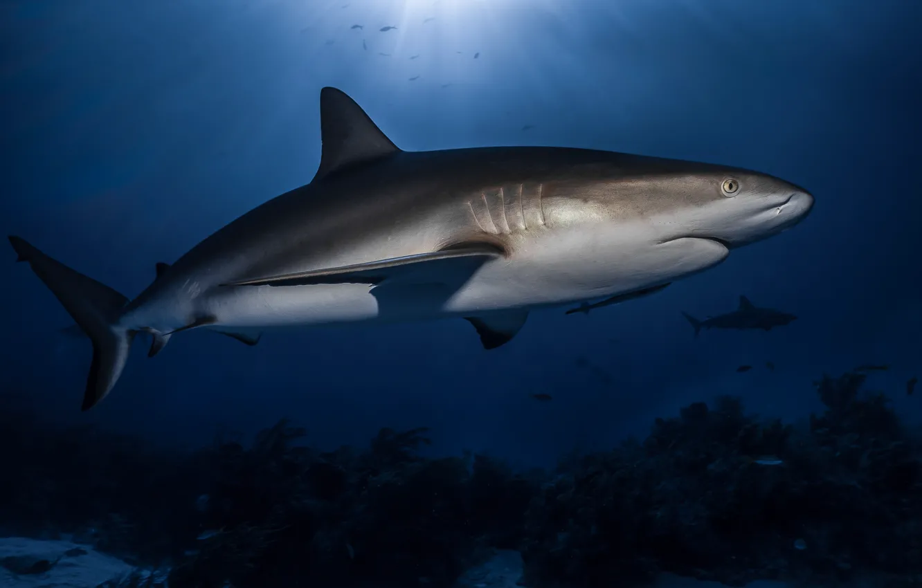 Photo wallpaper sea, water, shark, underwater world
