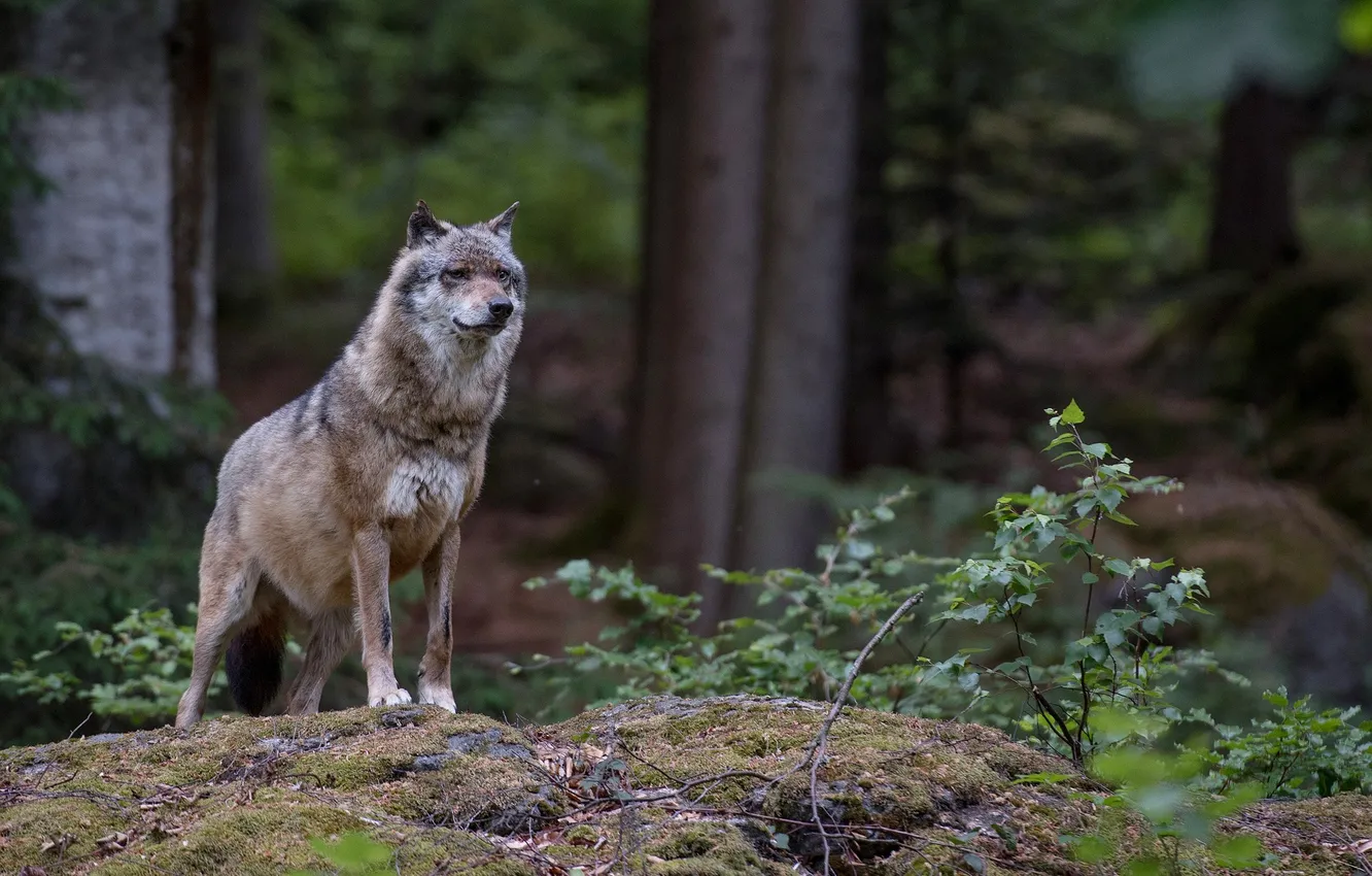 Photo wallpaper Predator, nature, snow, face, animal, wolf, canis lupus, wildlife