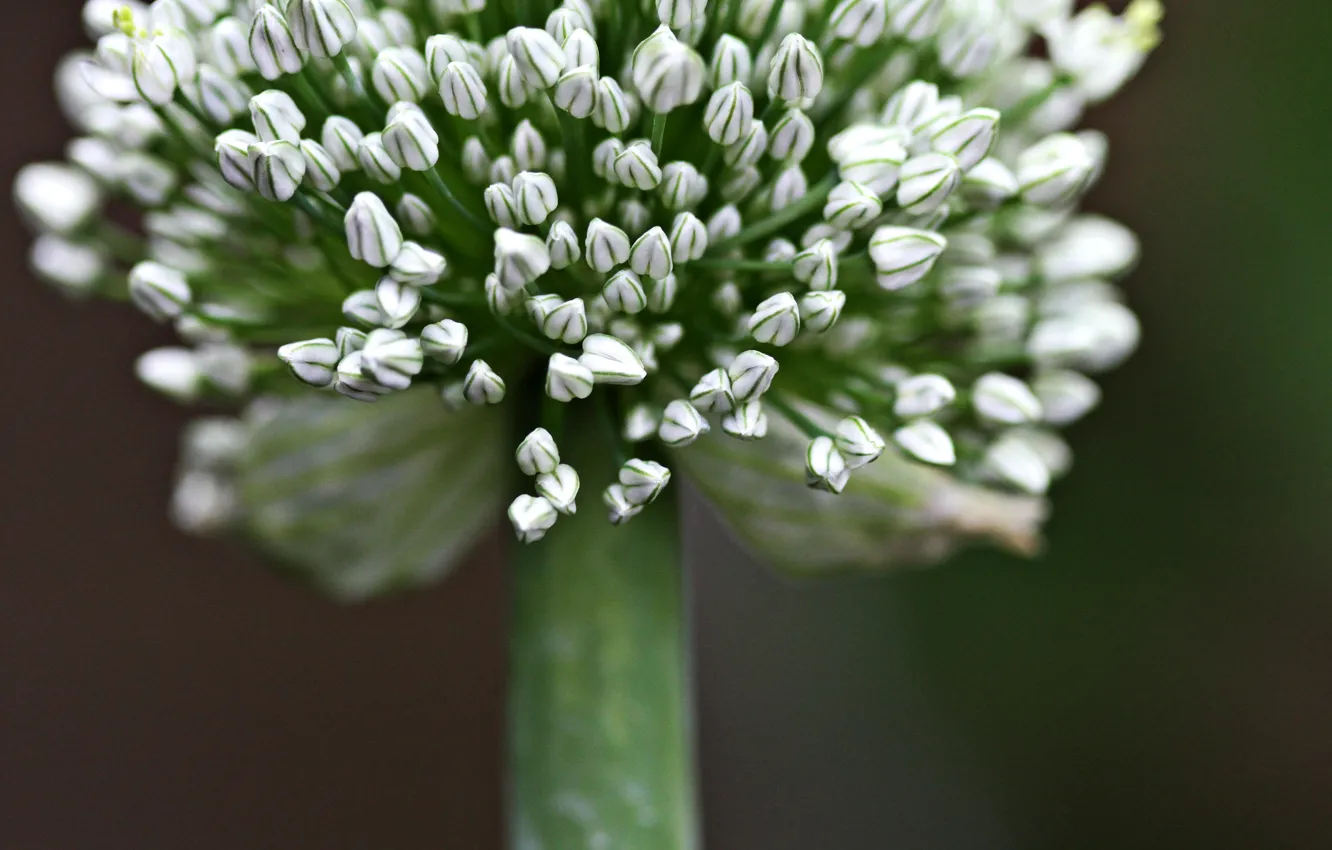 Photo wallpaper nature, plants, close up