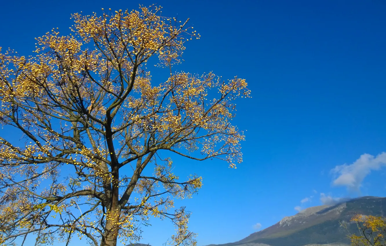 Photo wallpaper autumn, the sky, mountains, tree