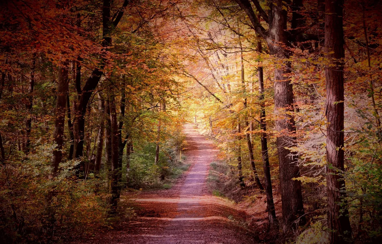 Photo wallpaper autumn, forest, landscape, nature, trail, path