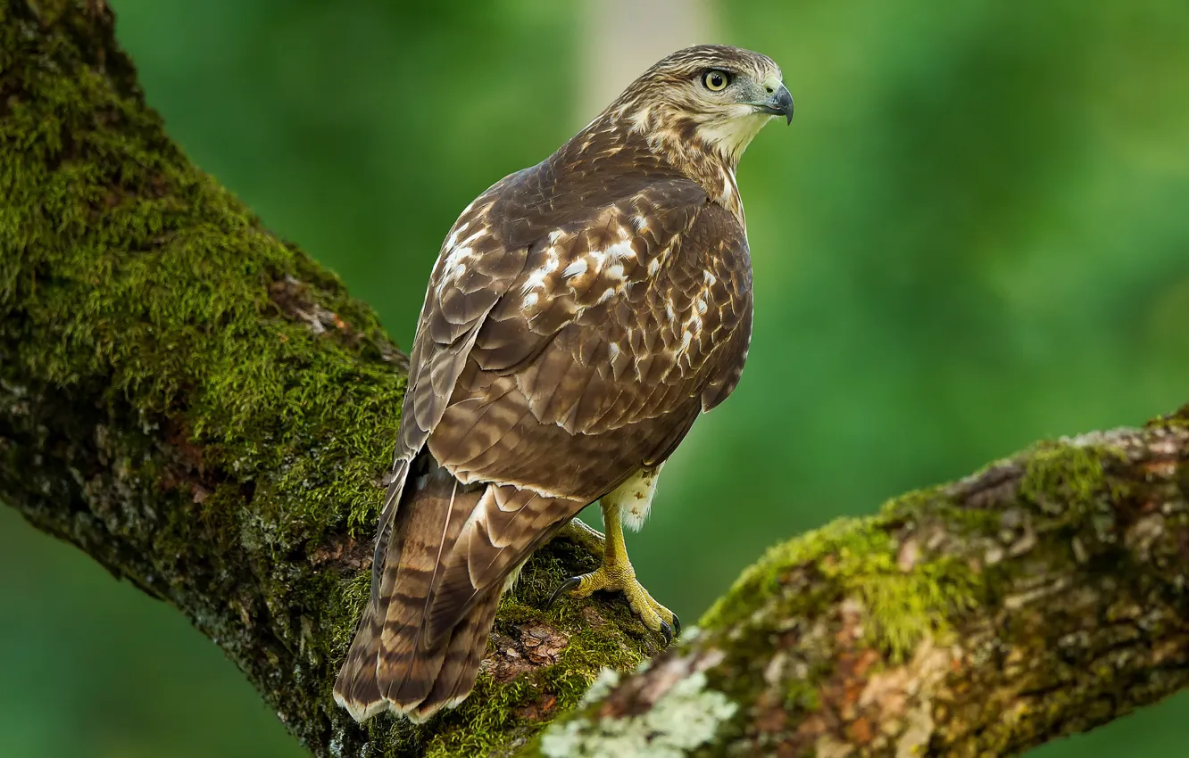 Photo wallpaper background, bird, predator