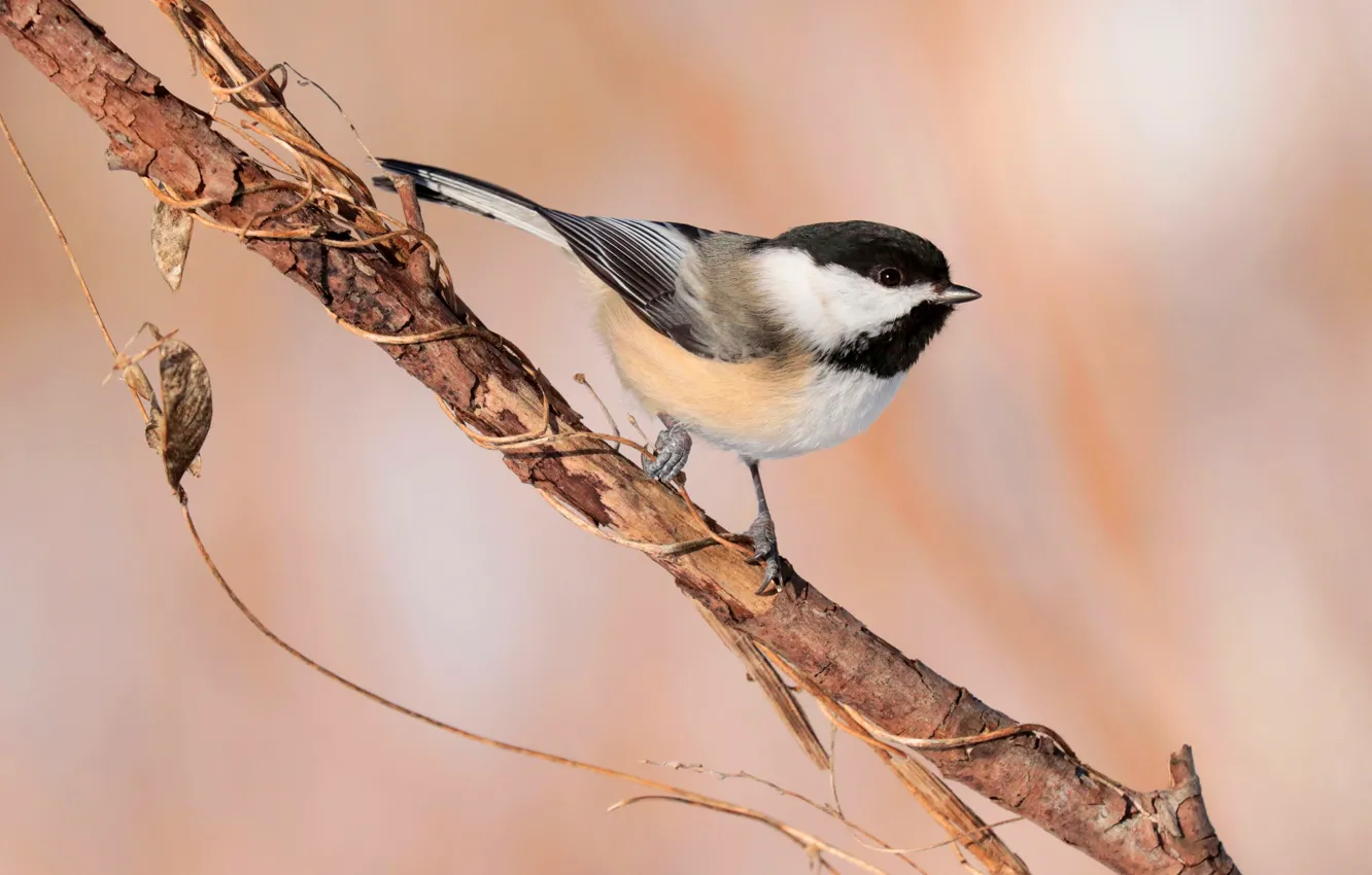 Photo wallpaper autumn, branches, background, bird, stem, tit
