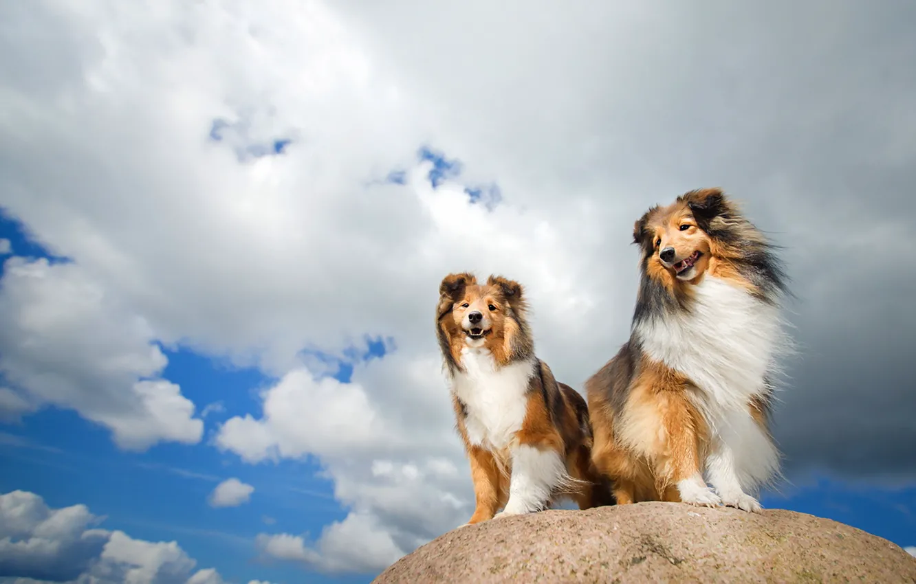 Photo wallpaper dogs, the sky, friends