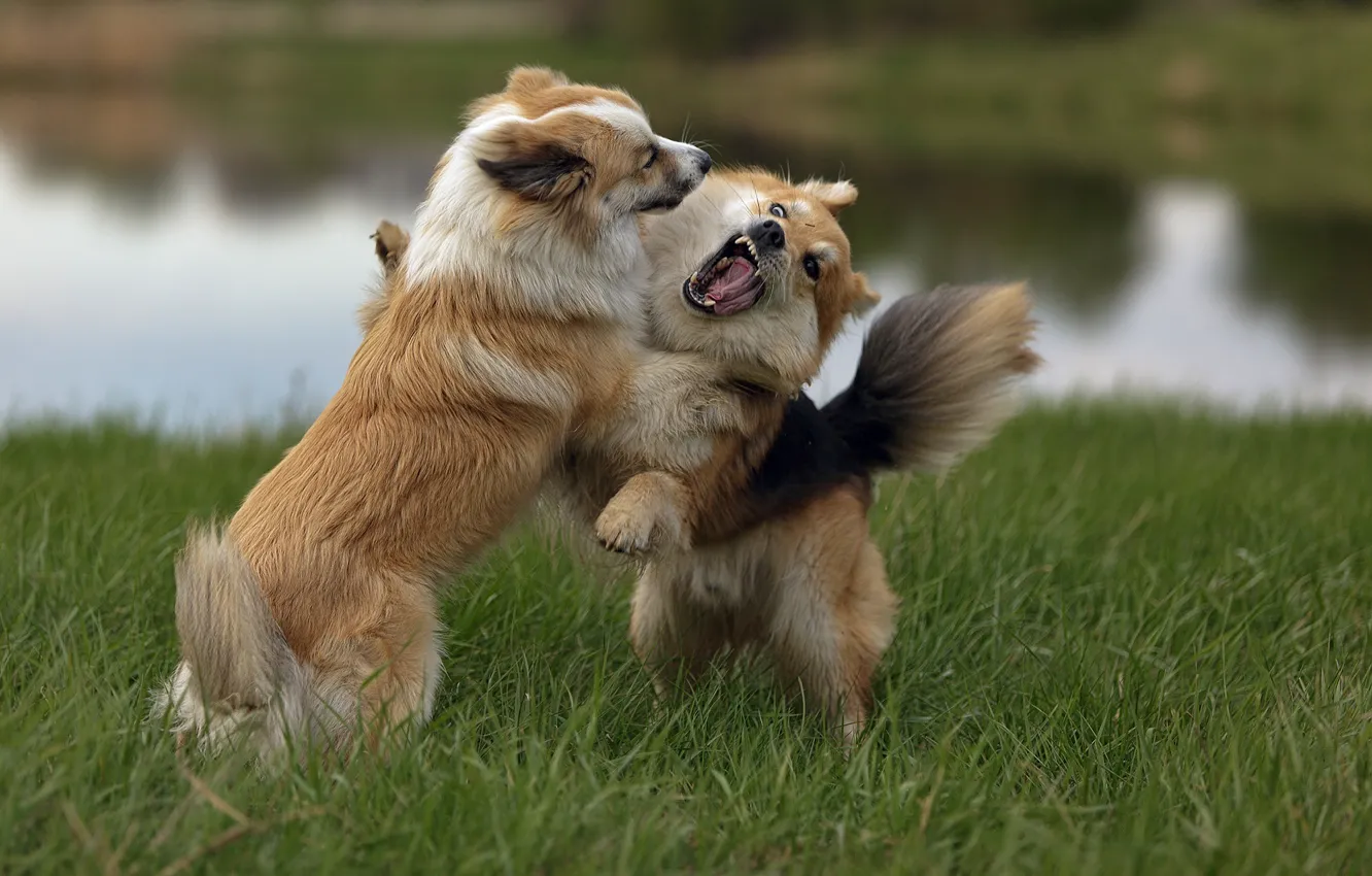 Photo wallpaper the game, dog, fight