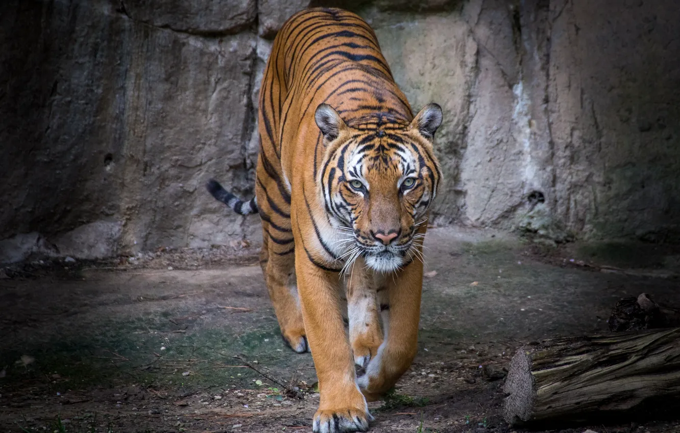 Photo wallpaper tiger, predator, handsome
